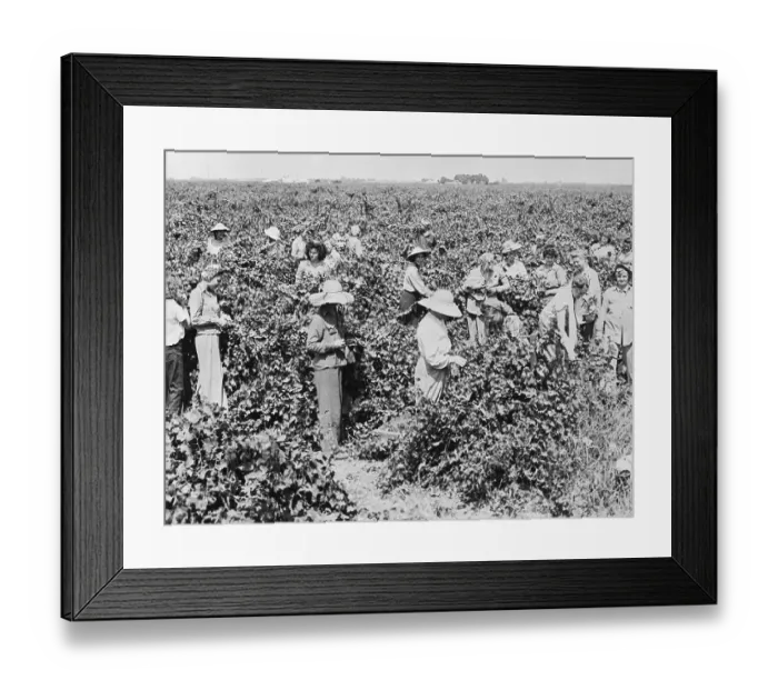 Framed Print : Women Picking Grapes In Field Framed Print : Women Picking Grapes In Field