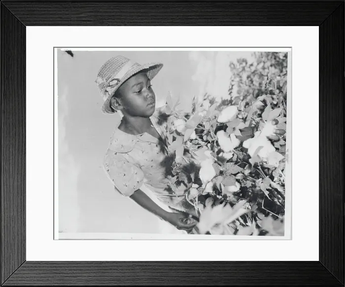 Framed Print : Young African American Cotton Picker with the Crop Framed Print : Young African American Cotton Picker with the Crop