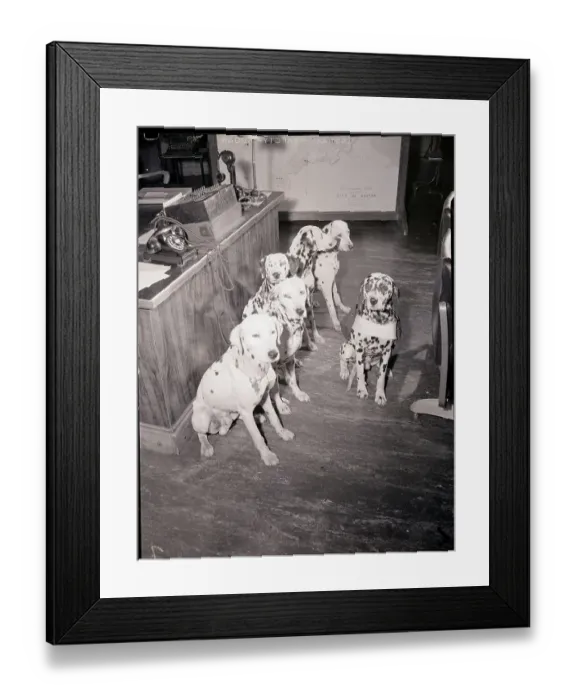 Framed Print : Rescue Dogs Awaiting Their Duty Calls