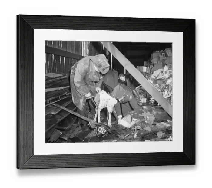 Framed Print : Rescue Dog Locating Injured Firefighter