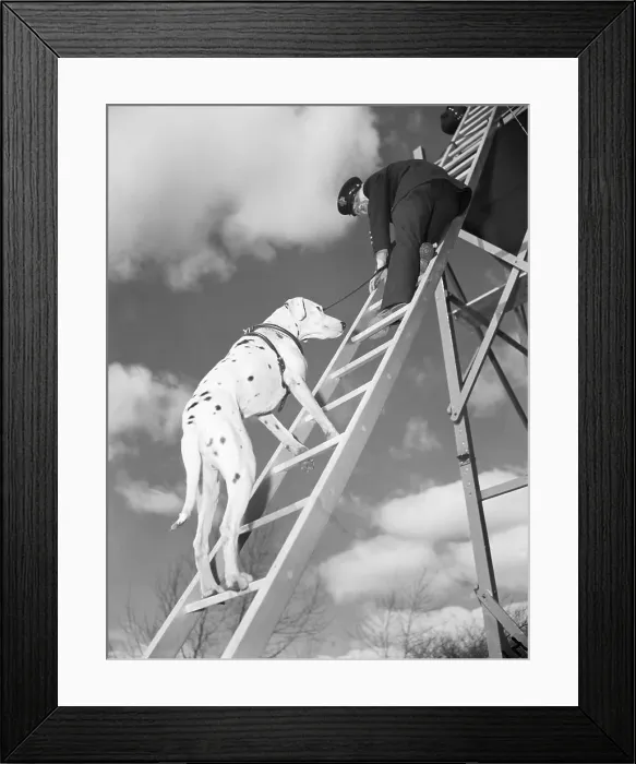 Framed Print : Rescue Dog Climbing Fire Ladder