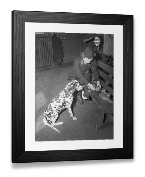 Framed Print : Volunteer Packing Rescue Dog's Pack Framed Print : Volunteer Packing Rescue Dog's Pack