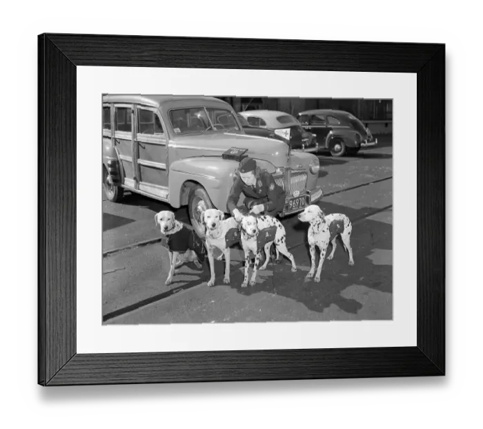 Framed Print : Rescue Dogs Preparing for Action Framed Print : Rescue Dogs Preparing for Action