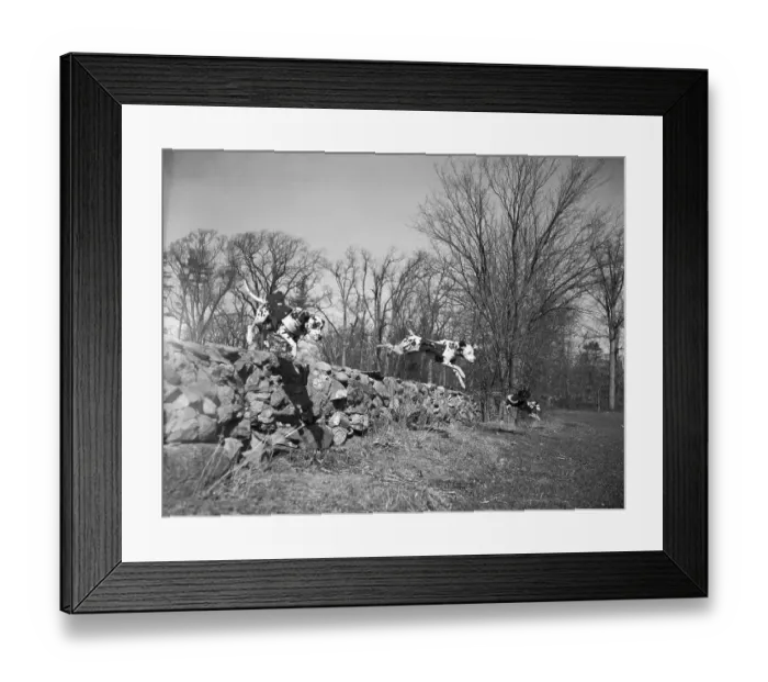 Framed Print : Rescue Dogs Practicing Maneuvers Framed Print : Rescue Dogs Practicing Maneuvers