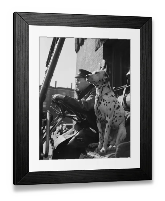 Framed Print : Dalmatian Seated Next to Firefighter Framed Print : Dalmatian Seated Next to Firefighter