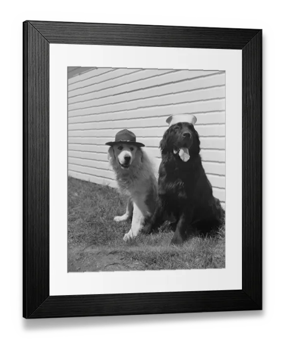 Framed Print : Army Dogs Sitting Framed Print : Army Dogs Sitting