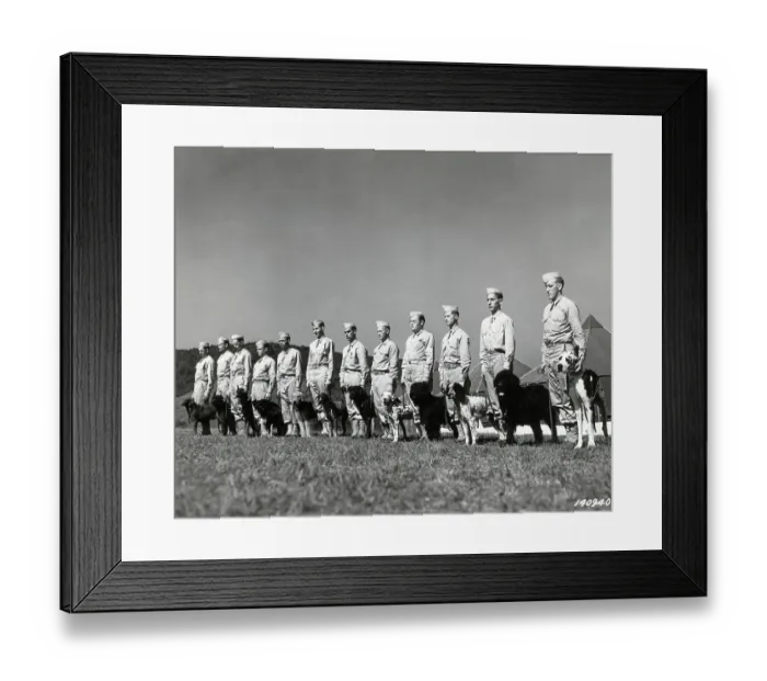 Framed Print : Army Dogs Ready for Inspection Framed Print : Army Dogs Ready for Inspection