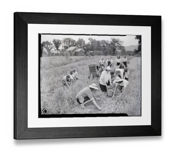 Framed Print : Women Working On Potato Fields Framed Print : Women Working On Potato Fields