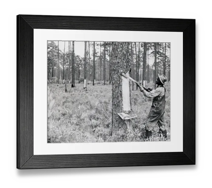 Framed Print : Tapper Chipping Turpentine Tree Framed Print : Tapper Chipping Turpentine Tree