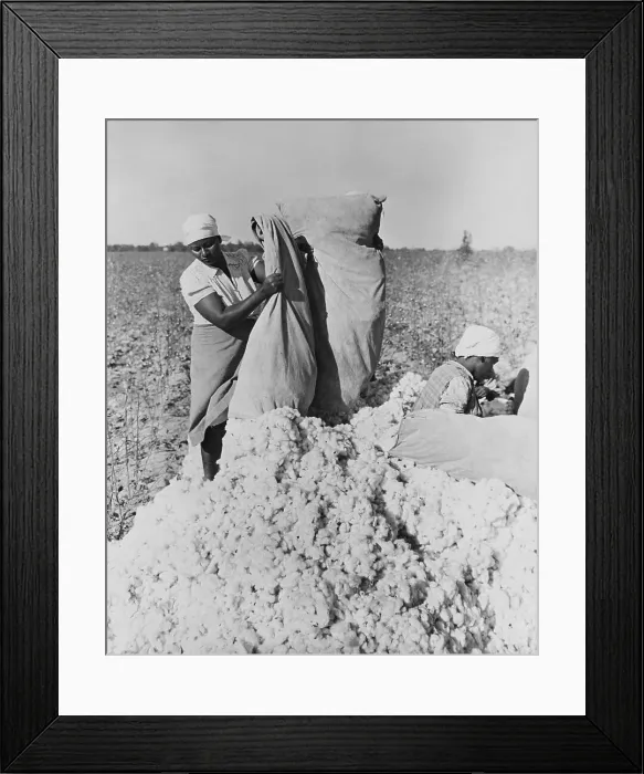 Framed Print : Women Harvesting Cotton Framed Print : Women Harvesting Cotton