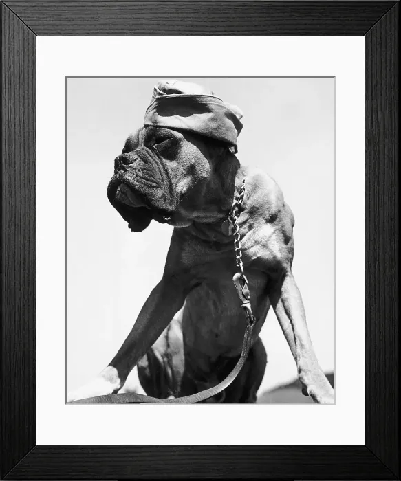 Framed Print : War Dog Poses Wearing Overseas Cap