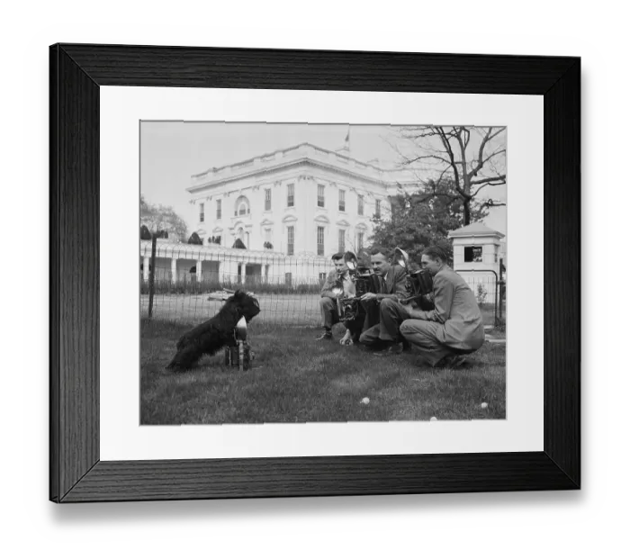 Framed Print : Presidential Pet Scottie Photographed Framed Print : Presidential Pet Scottie Photographed