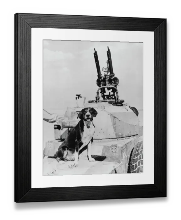 Framed Print : Butch Of The RAF Armoured Car Company Framed Print : Butch Of The RAF Armoured Car Company