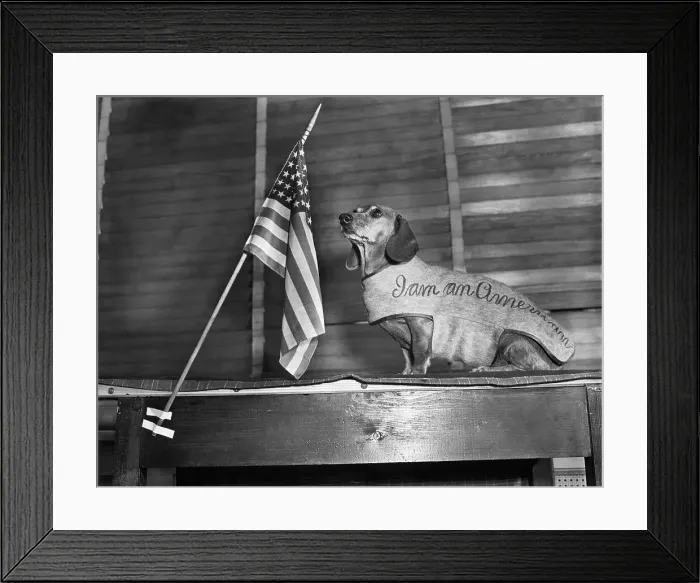 Framed Print : Dachshund Looking At American Flag Framed Print : Dachshund Looking At American Flag