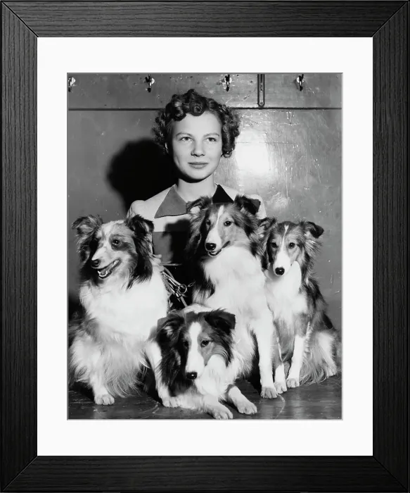 Framed Print : Shetland Sheepdog Family Framed Print : Shetland Sheepdog Family