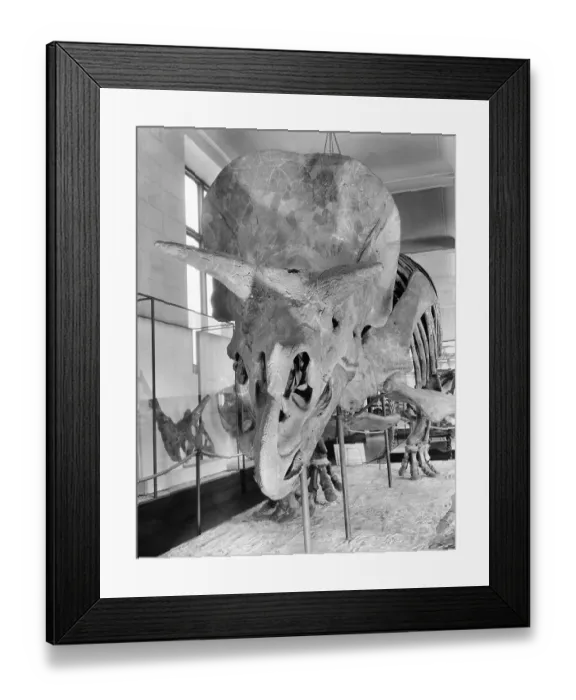 Framed Print : Display of Large Prehistoric Skeleton Framed Print : Display of Large Prehistoric Skeleton