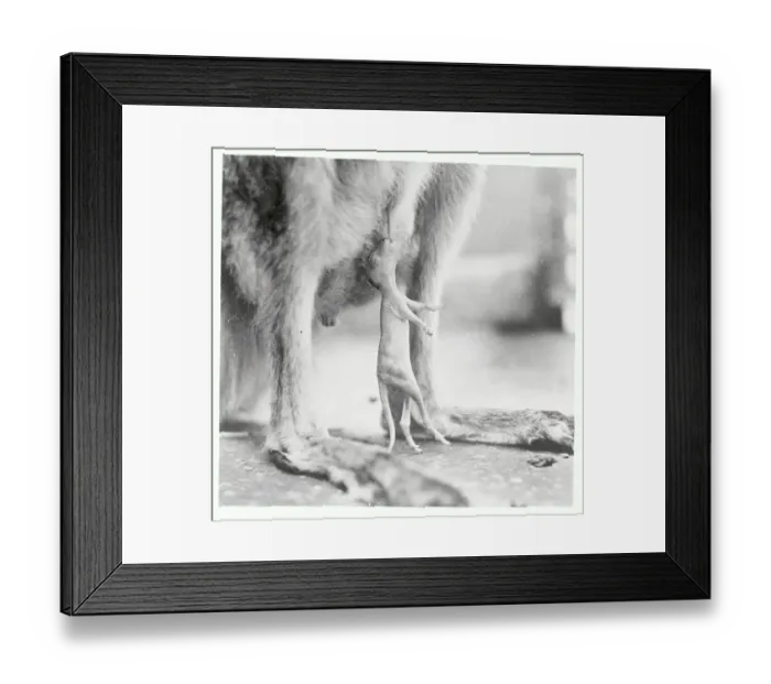 Framed Print : Baby Kangaroo Hanging from His Mother's Pouch Framed Print : Baby Kangaroo Hanging from His Mother's Pouch