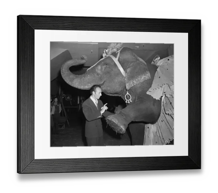 Framed Print : Costumed Elephant Raising His Leg to His Dance Teacher Framed Print : Costumed Elephant Raising His Leg to His Dance Teacher