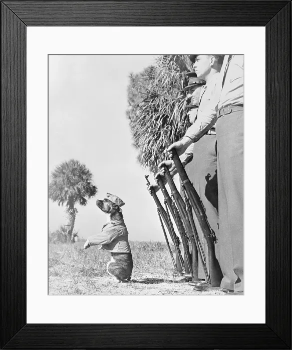 Framed Print : Dog Private Framed Print : Dog Private