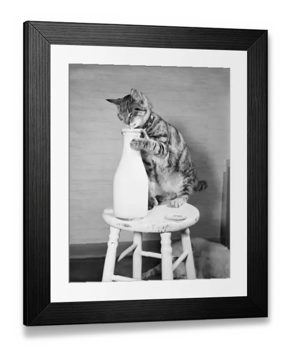 Framed Print : Cat Standing on Stool with Milk Bottle