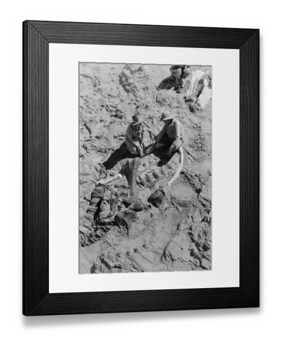 Framed Print : Mr. and Mrs. Barnum Brown Working on Prehistoric Bones Framed Print : Mr. and Mrs. Barnum Brown Working on Prehistoric Bones