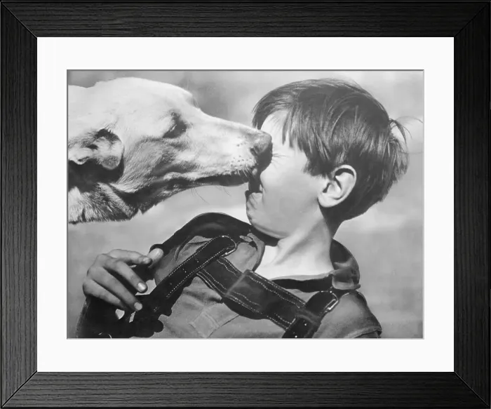 Framed Print : Dog Licking Face of Young Boy Framed Print : Dog Licking Face of Young Boy
