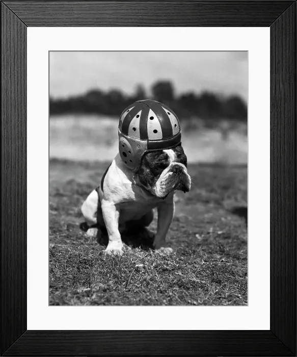 Framed Print : Dog Wearing Helmet on Football Field Framed Print : Dog Wearing Helmet on Football Field
