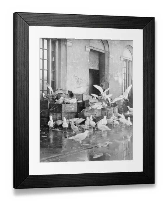Framed Print : Shot of Scavenger Birds Framed Print : Shot of Scavenger Birds