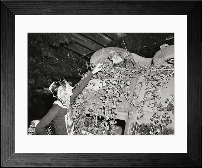 Framed Print : Artist Salvador Dali Standing at His Artistic Display Framed Print : Artist Salvador Dali Standing at His Artistic Display