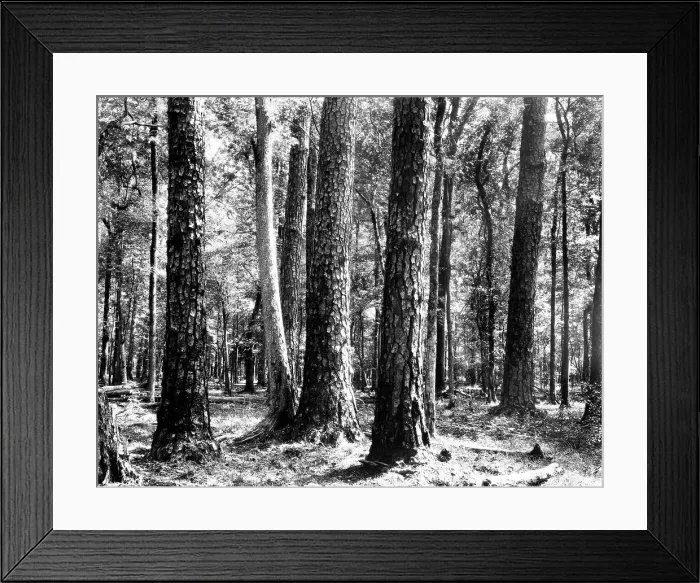 Framed Print : U.S. Forest Service Framed Print : U.S. Forest Service