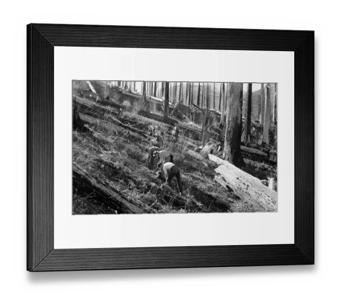 Framed Print : U.S. Forest Service Framed Print : U.S. Forest Service