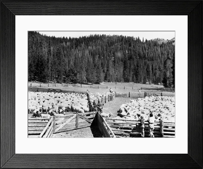 Framed Print : U.S. Forest Service Framed Print : U.S. Forest Service