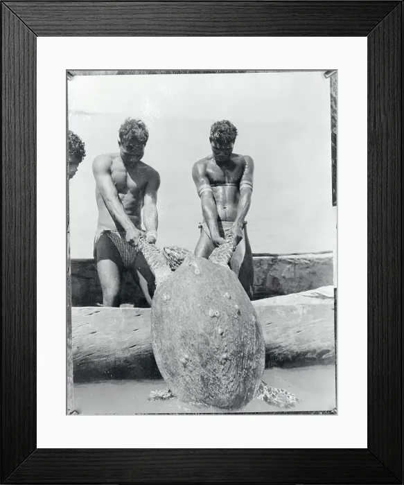 Framed Print : Aborigines Hauling Giant Turtle Framed Print : Aborigines Hauling Giant Turtle