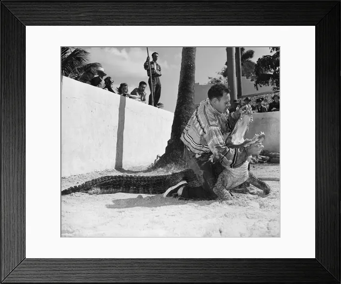 Framed Print : Alligator Wrestler in Action Framed Print : Alligator Wrestler in Action