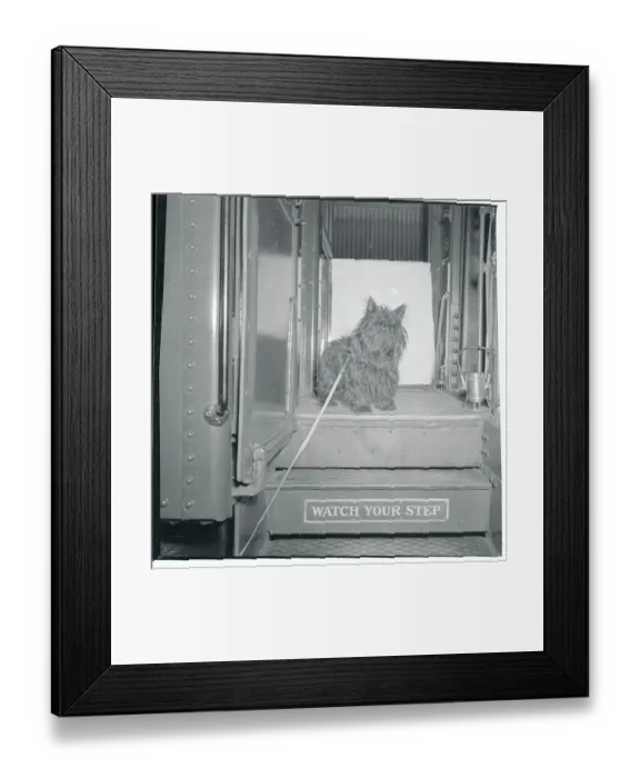 Framed Print : FDR's Dog Fala Framed Print : FDR's Dog Fala