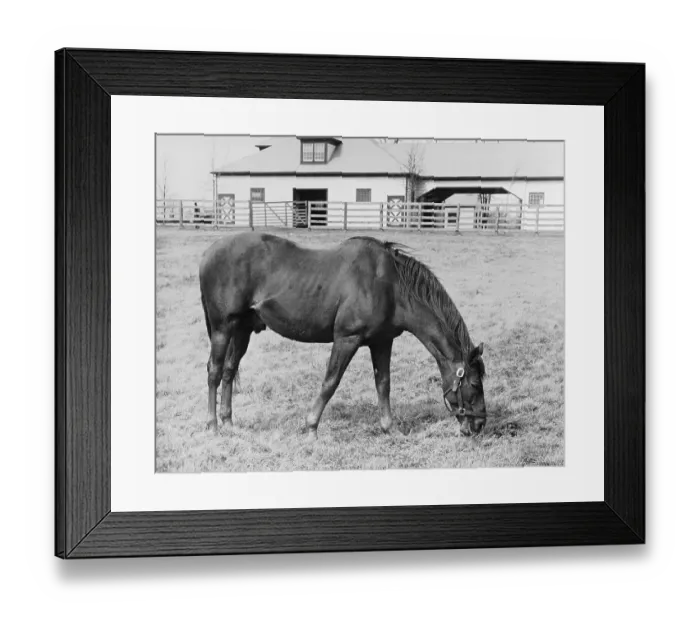 Framed Print : Man O War Out to Pasture Framed Print : Man O War Out to Pasture