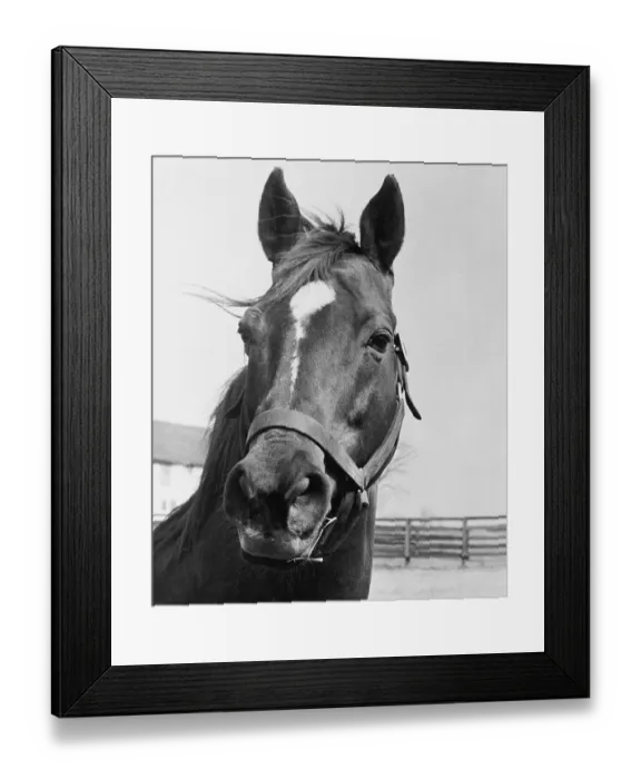 Framed Print : Man O War Relaxing on His Farm Framed Print : Man O War Relaxing on His Farm