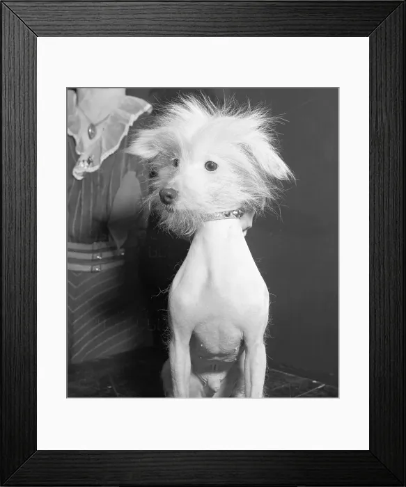 Framed Print : Portrait of Dog Admitted in Westminster Kennel Club Show Framed Print : Portrait of Dog Admitted in Westminster Kennel Club Show