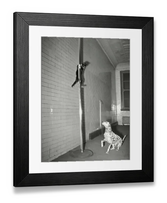 Framed Print : Mascot Slides Down Pole To Dalmation Framed Print : Mascot Slides Down Pole To Dalmation