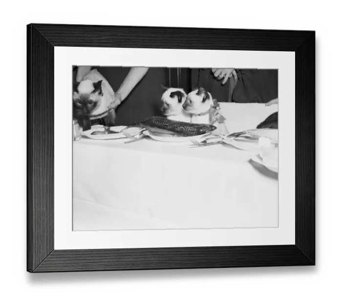 Framed Print : Two Four-Month-Old Kittens Framed Print : Two Four-Month-Old Kittens