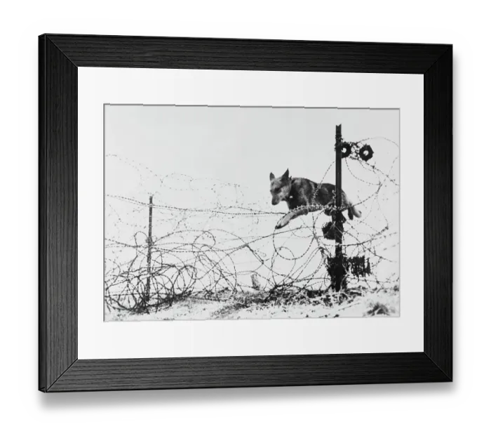 Framed Print : German Shepherds On The Western Front Framed Print : German Shepherds On The Western Front