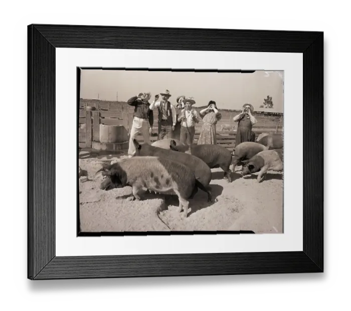 Framed Print : National Hog Calling Contestants Warm Up Framed Print : National Hog Calling Contestants Warm Up