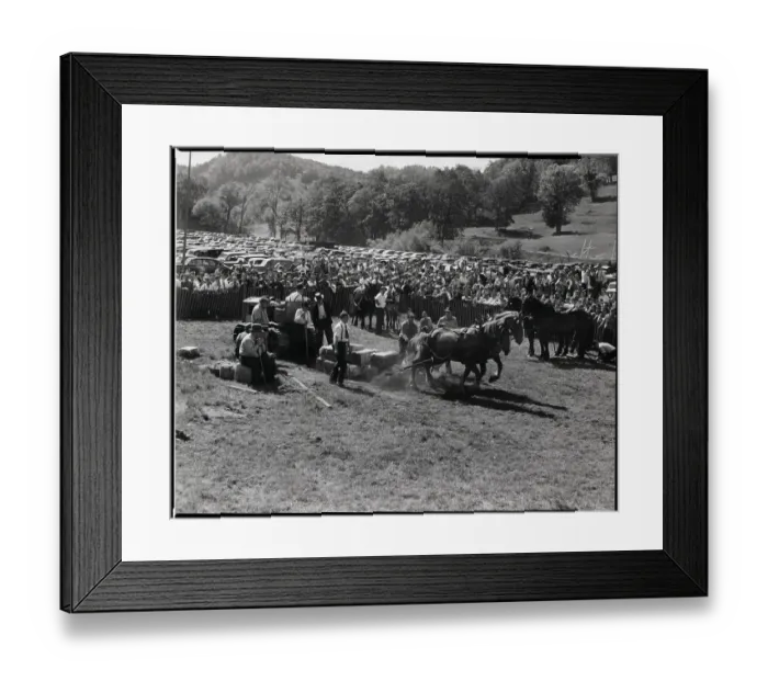 Framed Print : Weight Pulling Contest For Horses Framed Print : Weight Pulling Contest For Horses