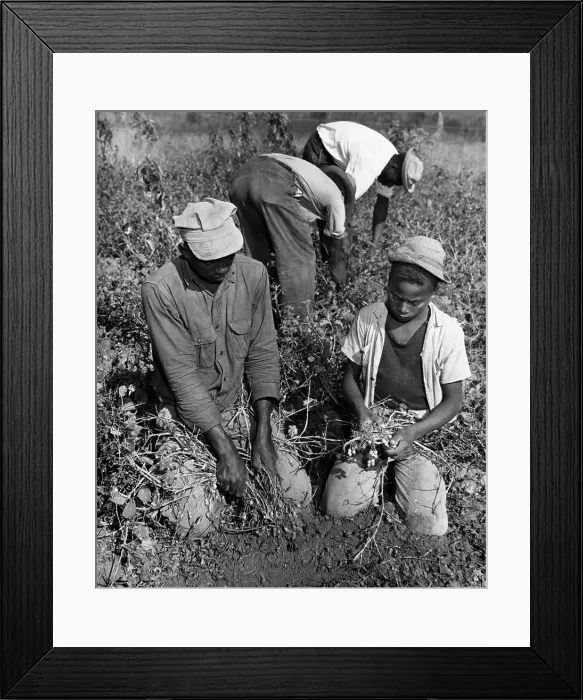 Framed Print : Blacks Harvest Peanuts From Ground