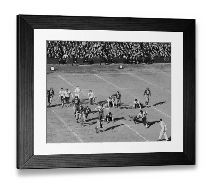 Framed Print : Bear on the Loose Framed Print : Bear on the Loose