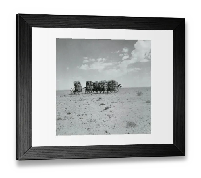 Framed Print : Men with Camels Transporting Brush for Fire Framed Print : Men with Camels Transporting Brush for Fire