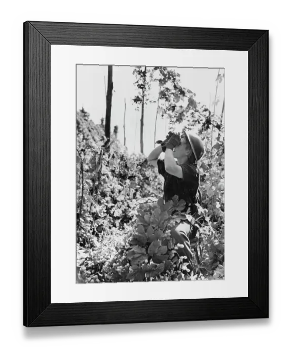 Framed Print : Worker in an East London Hop Field Framed Print : Worker in an East London Hop Field