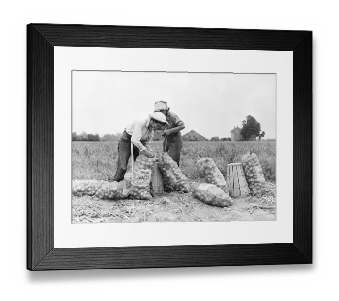 Framed Print : Migrant Farm Worker Girls In Onion Field Framed Print : Migrant Farm Worker Girls In Onion Field