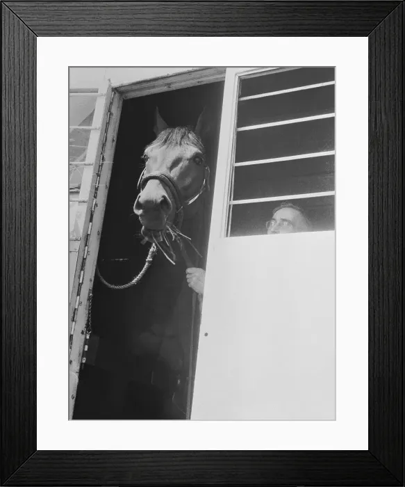 Framed Print : Seabiscuit Being Transported Inside Van Framed Print : Seabiscuit Being Transported Inside Van