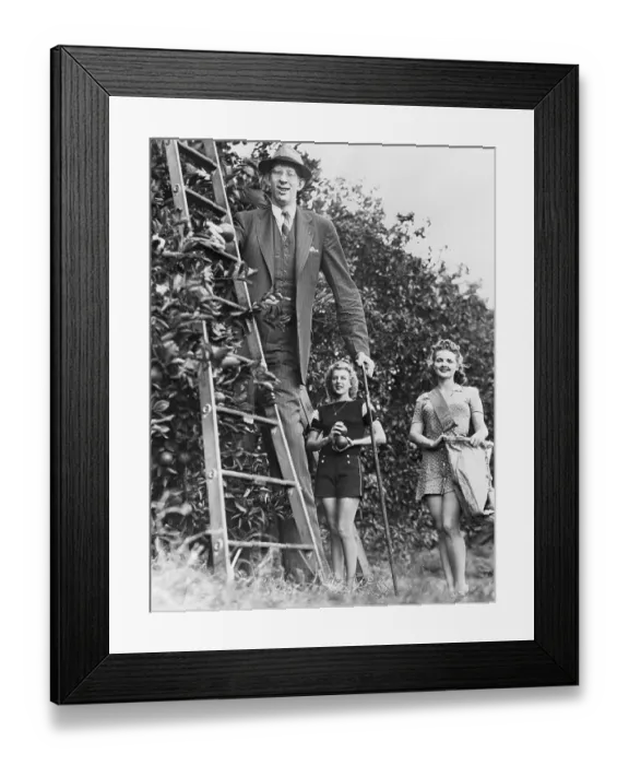 Framed Print : Tallest Man Harvesting Limes Framed Print : Tallest Man Harvesting Limes